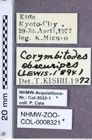 Etiketten zu Corymbitodes obscuripes (Lewis, 1894) (NHMW-ZOO-COL-0008321)